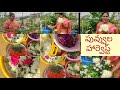 మన మిద్దెతోటలో పువ్వుల హార్వెస్ట్ / Bbbili Anitha's Terrace Garden