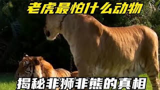 老虎最怕什么动物？揭秘非狮非熊的真相，看完心情五味杂陈