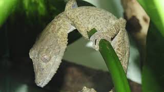 Let's Learn About Lizards!