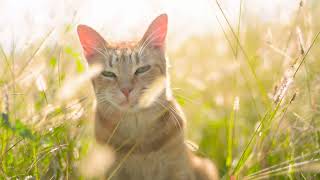 cat in the sun/кошка на солнце