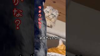 あずきvsもなか🔥 #保護猫 #ねこ #猫のいる生活 #shorts #cat #猫動画 #スコティッシュフォールド #ハチワレ #squidgame