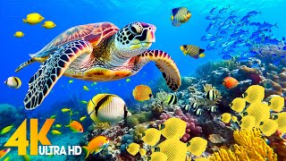 Ocean 4K - Sea Animals for Relaxation, Beautiful Coral Reef Fish in Aquarium (4K Video Ultra HD) #91