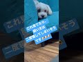 二度寝 多頭飼い マルシーズー トイプードル dog 犬