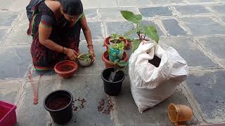 How To Gardening ideas for newly Started people.. రకరకాల మొక్కలు  మీకు నచ్చాయ మరీ... @Sithara World