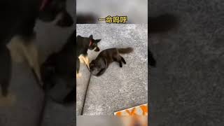 你们说它是不是故意的#搞笑 #狗狗 #猫咪   抖音