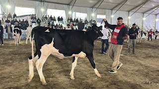 Heifer selected in Top 20 || Ajit Dairy Farm at PDFA 2025