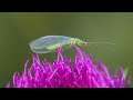 the narrow bodied green lacewing is a phytopest beetle