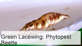 The narrow-bodied green lacewing is a phytopest beetle