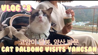 VLOG#8 고양이 달봉, 양산 방문