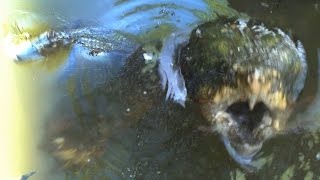 MONSTER TURTLE ATTACKS BIG ALLIGATOR - The Alligator Snapping Turtle