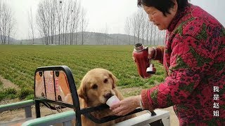 農村婆婆在河堤上植樹，金毛狗狗也沒閒著，網友直誇皮皮太實在了【我是趙姐】