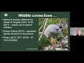 working together to recover whitebark and limber pine in the canadian rockies smith and shepherd