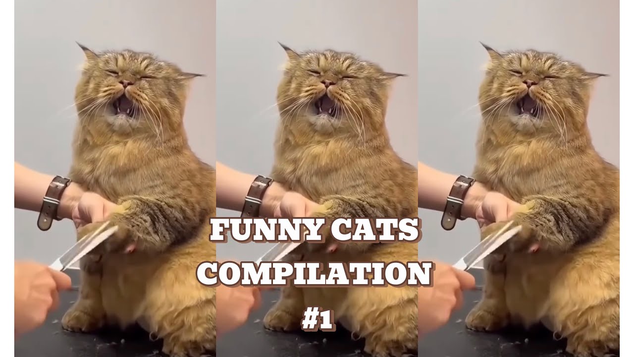 Funny Cats Compilation 1 Youtube