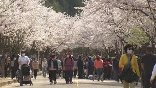 막바지 벚꽃엔딩...3년 만에 활짝 열린 인천대공원 / YTN 사이언스