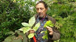 Plants with Golden Leaves