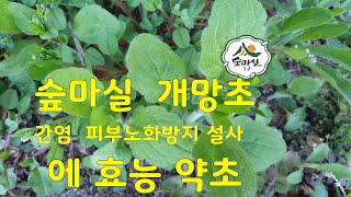 개망초 귀화식물 해열 지혈   간염 설사 등에 이 약초  대단한  효능 이  있네요