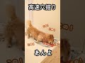 短い足に癒される愛犬ミニチュアダックスフンドのかわいすぎる短足 ミニチュアダックスフンドこたつ miniaturedachshunds