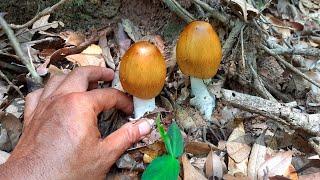 เก็บเห็ดระโงกดินแห้งๆเข้าป่า2ที่ยังมีให้พอได้เก็บ wild mushrooms picking