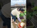 This Is My Life: Getting Up in Morning To Pick Fresh Vegetable #naturalife #shorts #rooftopgarden