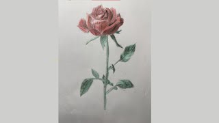 Rose DRAWING I Artly