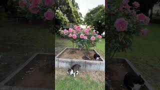 バラ好きな野良猫たち🌹🐱