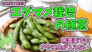 えだまめの栽培・無農薬でも莢に虫が入らない、栽培の極意【３月から７月まき】【マメシンクイガ】