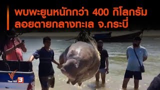 พบพะยูนหนักกว่า 400 กิโลกรัมลอยตายกลางทะเล จ.กระบี่ (15 ก.ค. 62)