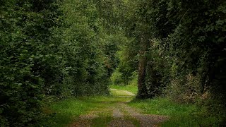 Live aus dem Leitz Park: Naturfotografie - Aufzeichnung des Livestreams vom 20.8.2020