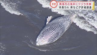 静岡・熱海市の海岸にクジラの死骸が漂着　体長5メートルで種類は不明