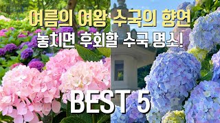 국내 여행지 추천 놓치면 후회할 6월 여름의 여왕 수국 명소 BEST 5