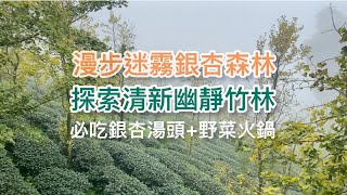 銀杏森林夢幻美景｜清新幽靜孟宗竹林古戰場｜山中必吃銀杏小火鍋｜誤入《臥虎藏龍》場景｜南投鹿谷鄉