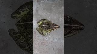 সোনা ব্যাঙ।#youtubeshorts #frog