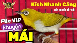 Khuyên Mái Tơ Kích Lửa Nhanh Căng Líu Đấu - File Tốt Cho Bổi Mộc Đã Ổn Định Thúc Lên Líu Nhanh | KTB