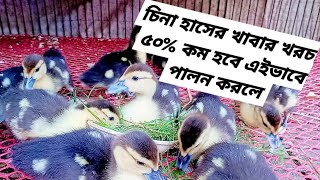 চিনা হাসের বাচ্চাকে আমি কি খাওয়ায়?? CINA DUCK FARMING 2025।। চিনা হাসের বাচ্চা পালন পদ্ধতি