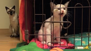 白子猫保護・新入り子猫として迎え入れ(２日目～４日目)の進展状況🐈🐾