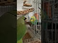 全く懲りないストーカーちゃんのペーロペーロ インコ parrot ワカケホンセイインコ セキセイインコ