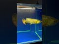 Golden Arowana