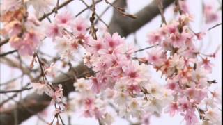 風の言葉（2014.11.23）～「たおやかになびく」　埼玉県神川町／城峯公園／冬桜～