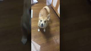 構ってほしいチワワとコーギーのミックス犬  めっちゃ可愛いです。 コメントお待ちしてます。