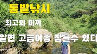 통발낚시  1급수 계곡 고급어종 잡는 최고의 미끼사용법 알면 물고기 잡을 수 있다