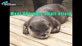 Asian Small-Clawed Otter - コツメカワウソ| 市川市動植物園『流しカワウソ』