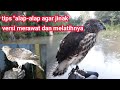 CARA MERAWAT DAN MELATIH BURUNG ALAP-ALAP.