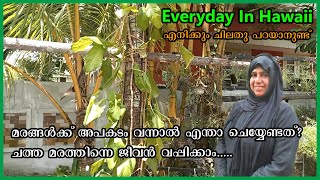 ചത്തു വീണ Areca nut (Adakka) മരം പുനർജീവിച്ചു .