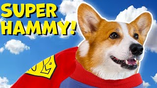 SUPER HERO DOG SAVES THE DAY |  TikTok Dog Compilation