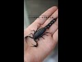 2 肥尾蝎昆虫标本（insect specimen steampunk ）