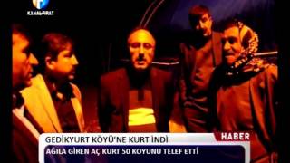 Kanal Fırat Haber - Gedikyurt Köyü'ne Kurt İndi