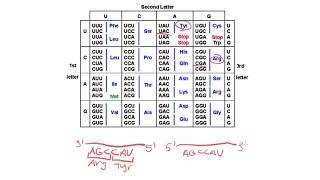 How to read a codon chart