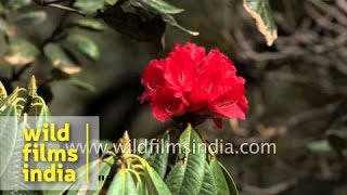 Favourite flower of hill people: Gurans, buras or just Rhododendron arboreum!