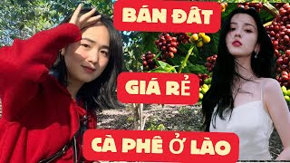 WATCH THIS VIDEO ABOUT GROWING COFFEE IN LAOS AND BUYING LAND, RENTING LAND IN LAOS