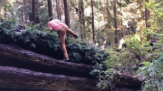 Bouldering a Redwood | V2 Fallen Giant | Pebble Pusher